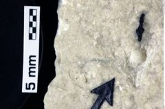 Foto (Detailansicht) von Distefania sp. (NHMW-GEO-1990-0041-0010)